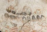 Fossil Oreodont (Merycoidodon) Skull - Wyoming #175648-2